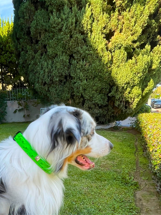 Neon Ostrich Pet Collars