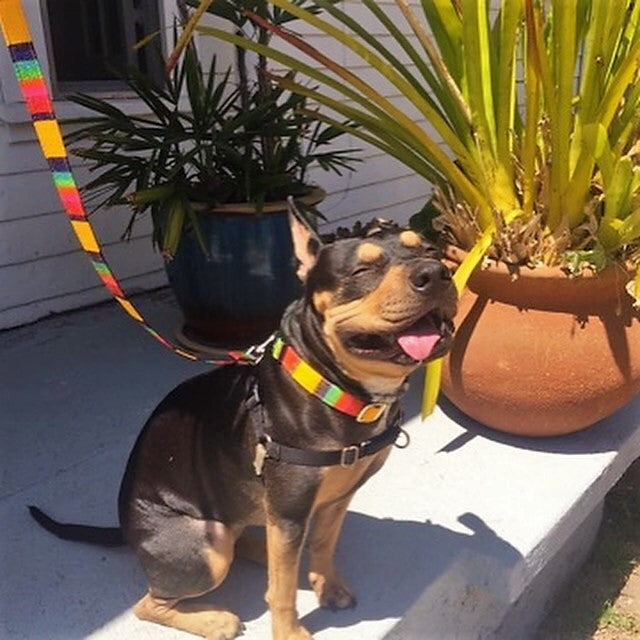 Latin Lover Pet Collars