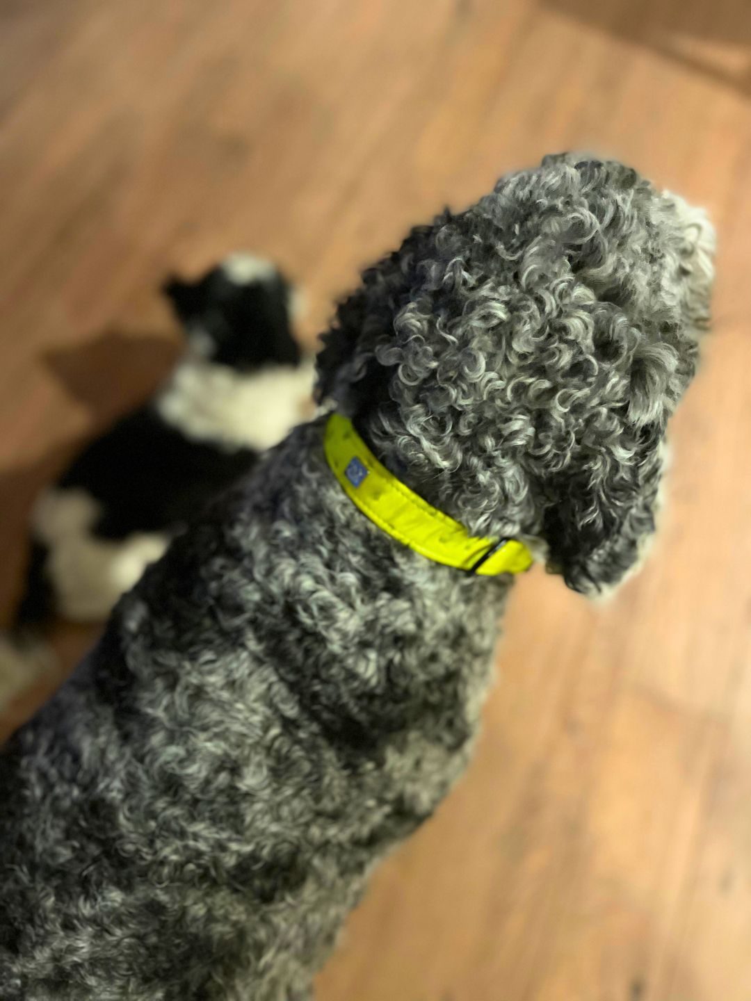 Neon Ostrich Pet Collars