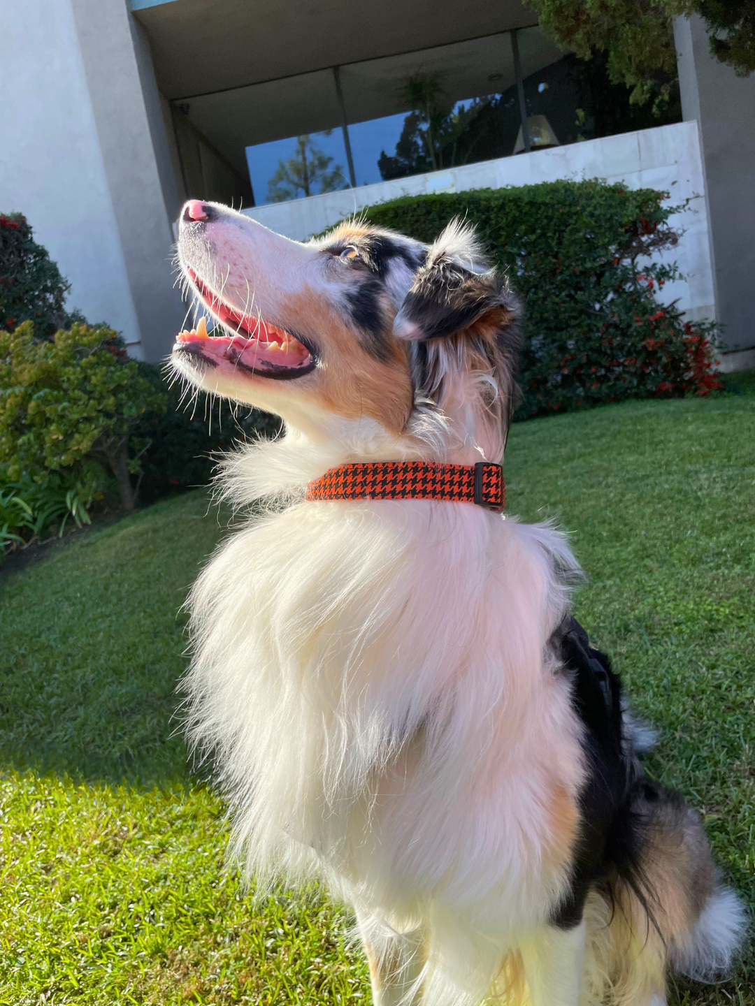 The Hound Pet Collars