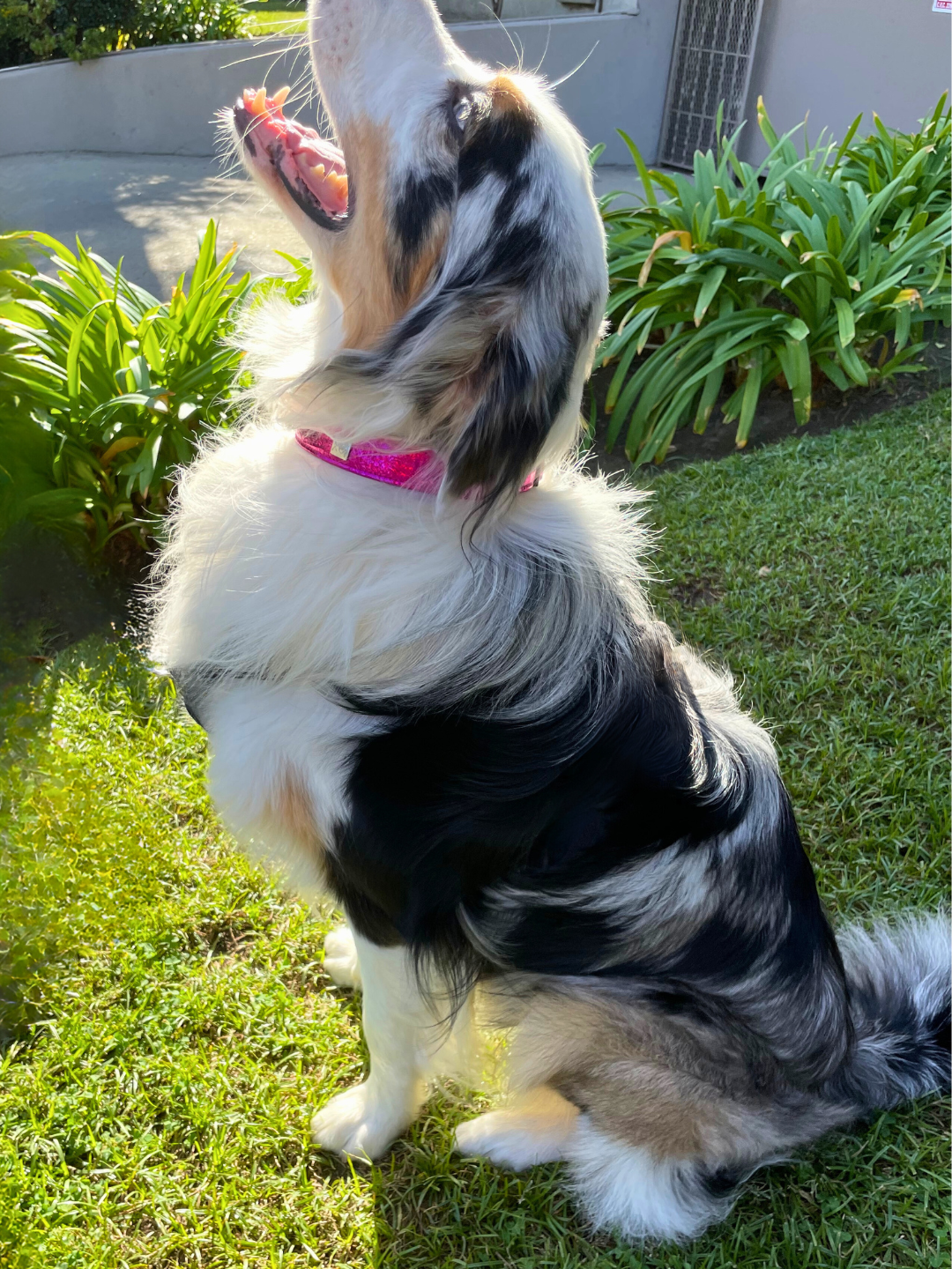 Vernice Sunshine Pet Collars