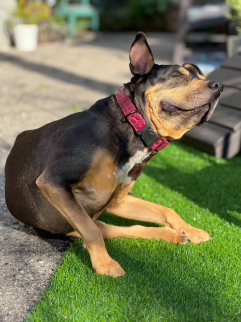 Aussie Gator Pet Collars